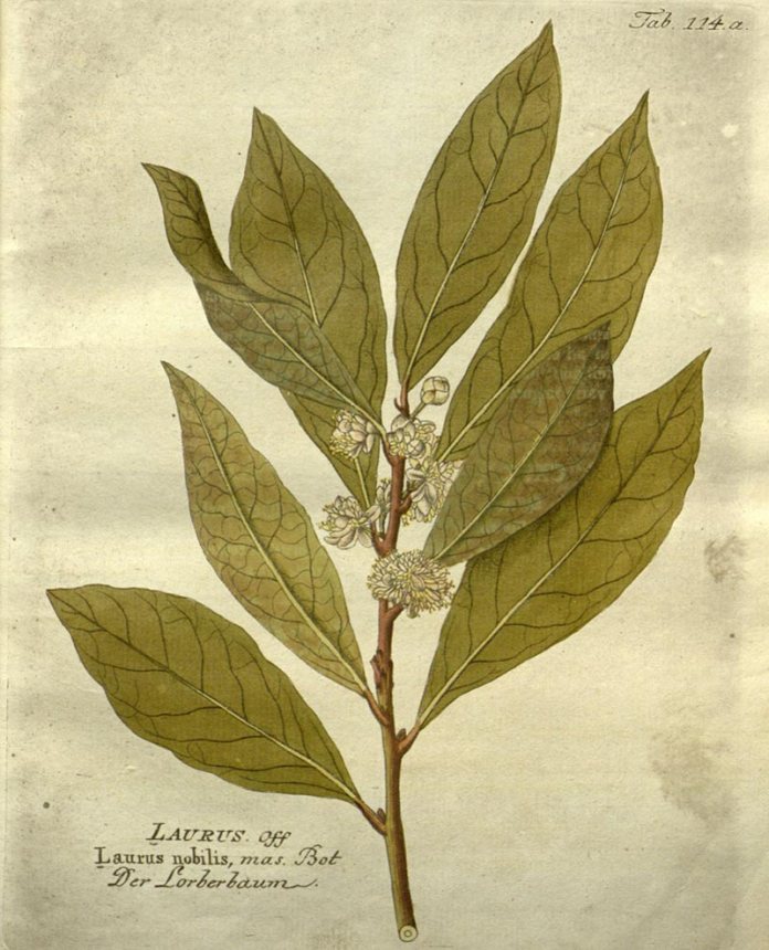 Dibujo botánico del laurel